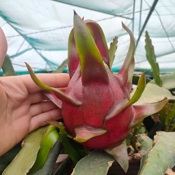 Venda de plantas