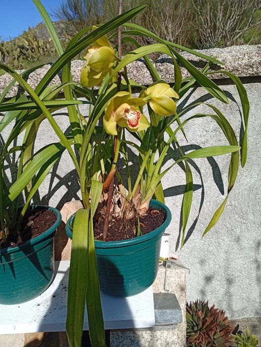 Vendo vasos de orquídeas