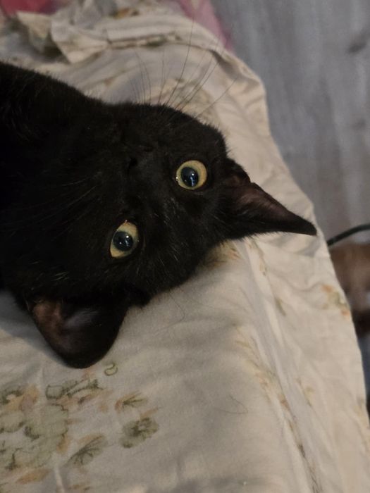 Najsłodszy kot kociak kocurek do adopcji