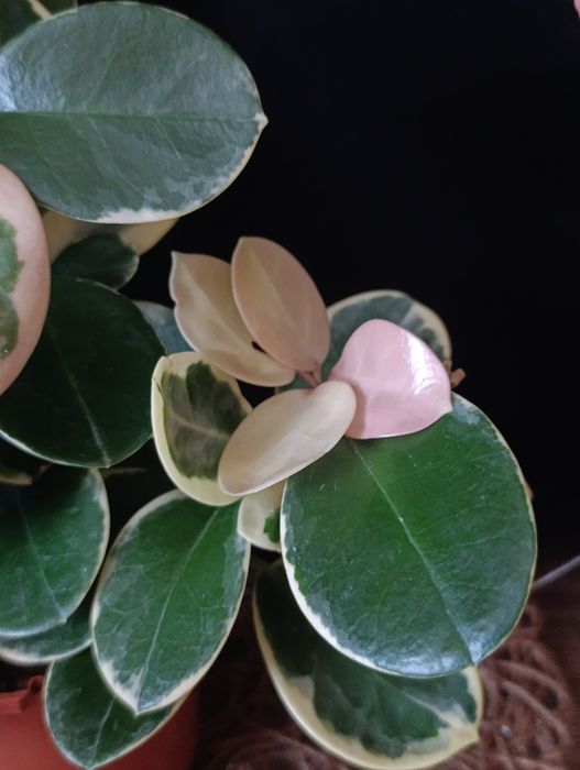 Hoya Australis Blondie