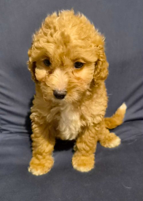 Labradoodle Chłopiec