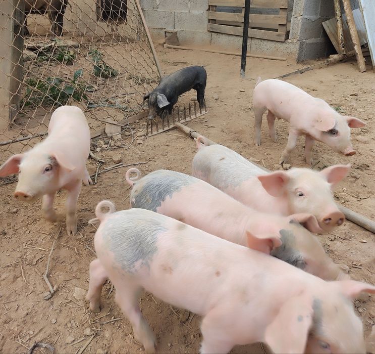 Leitões bisaro com pietran