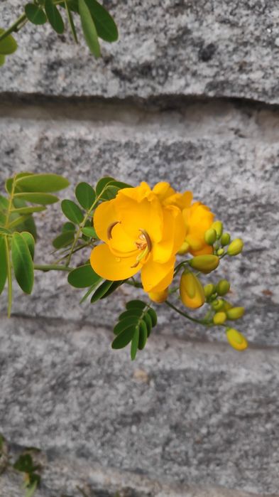 Suculenta Aeonium e árvore Senna