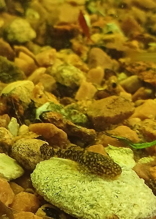 Молінезії , Гуппі, Анциструси.