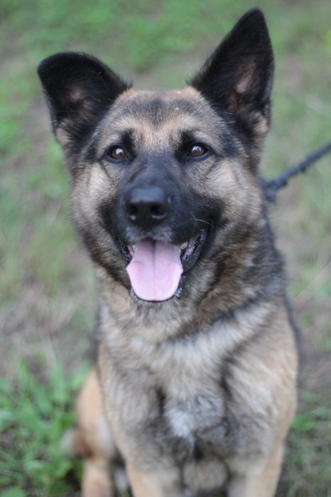 Mądry, wspaniały i przyjacielski pies na tropie domu!