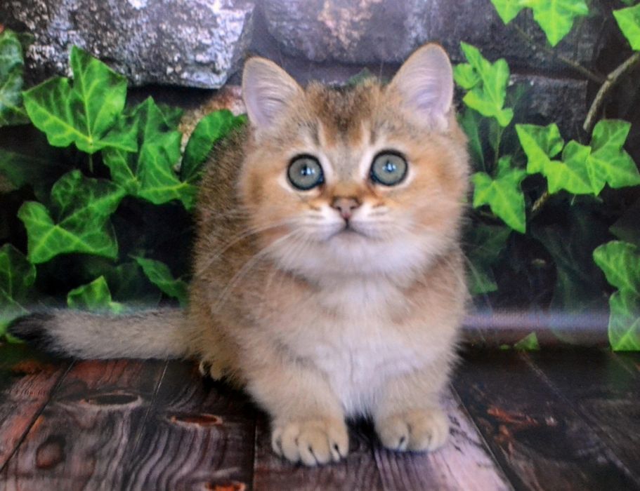 Крутий Золотий котик