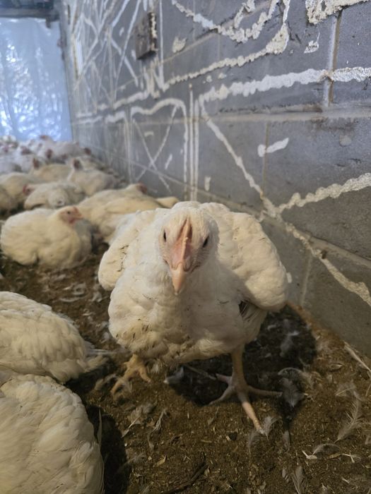 Продаж бройлерів