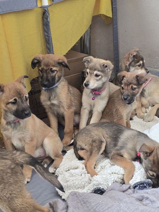 Ручні ніжні цуценята шукають родини