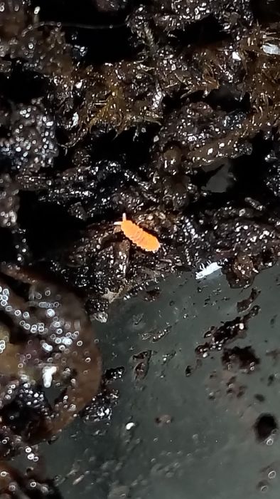 Colembolos ( Springtails ) Várias Especies