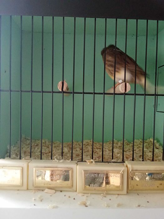 Cedo canarios machos