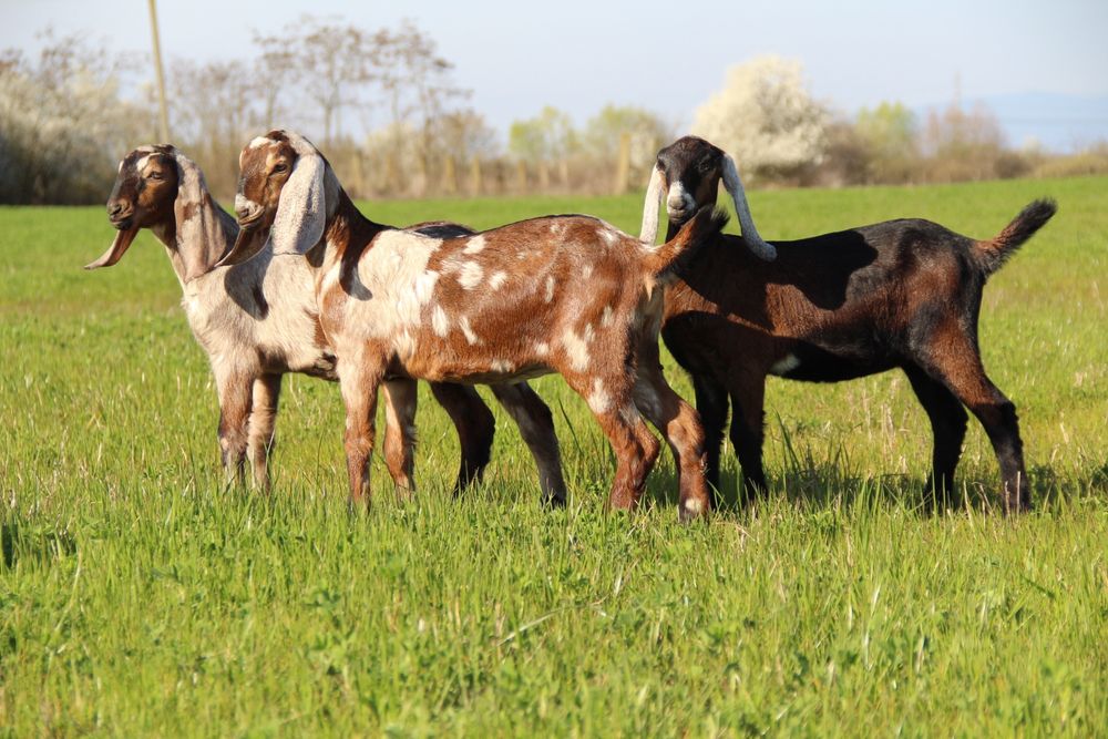 Англо Нубійські козочки