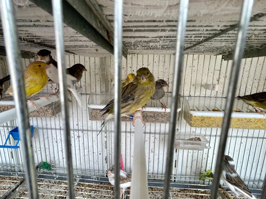 Canario timbrado español Foe, linha de concurso