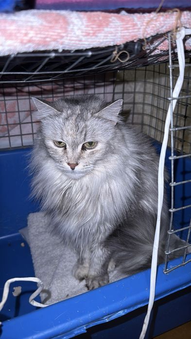 Молода кішечка в хороші руки