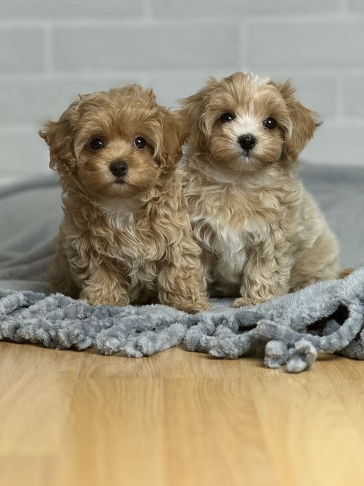 Качественные щеночки Мальтипу !!!