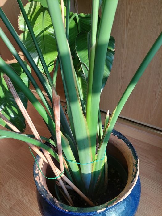 Strelitzia nicolai 150-170cm