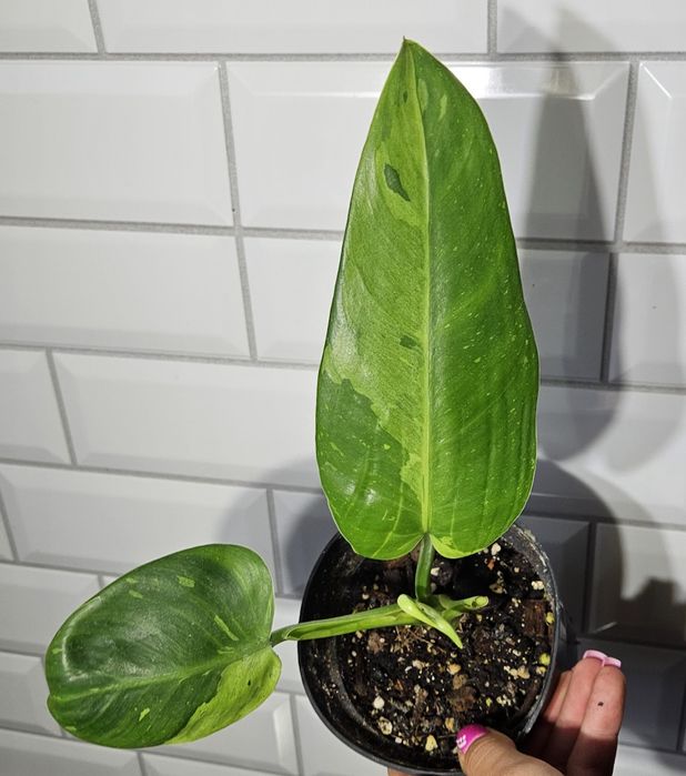Philodendron Jose bueuno