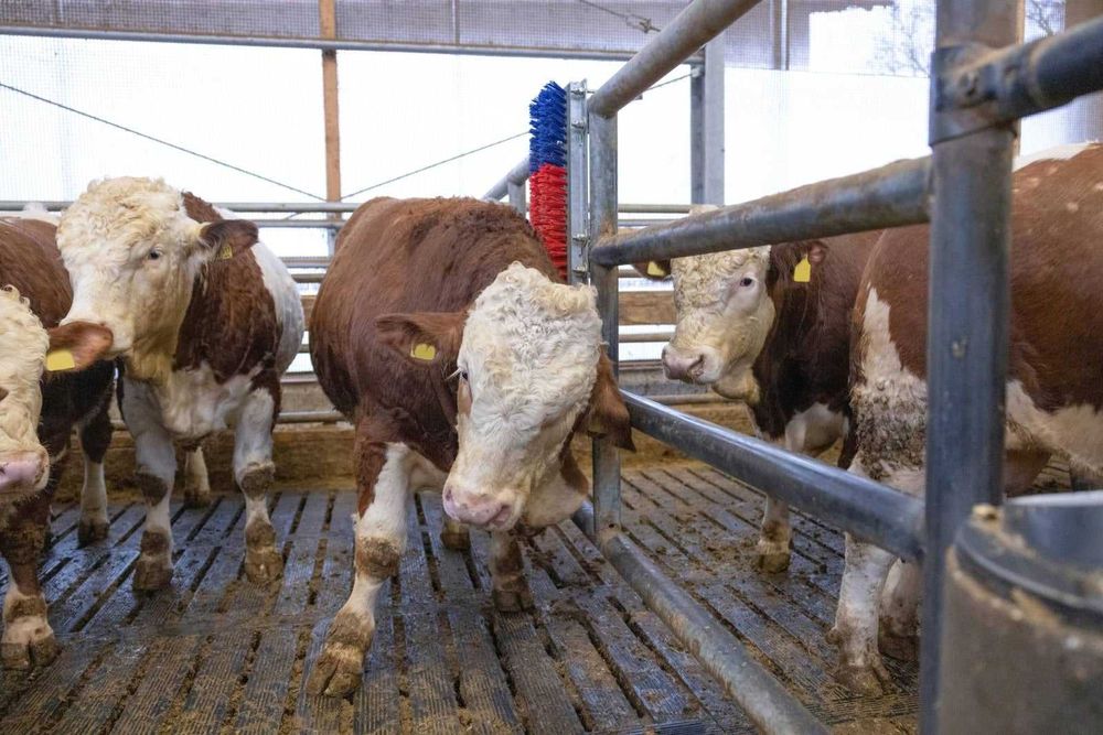 Czochradło dla bydła, HAPPYCOW Bully