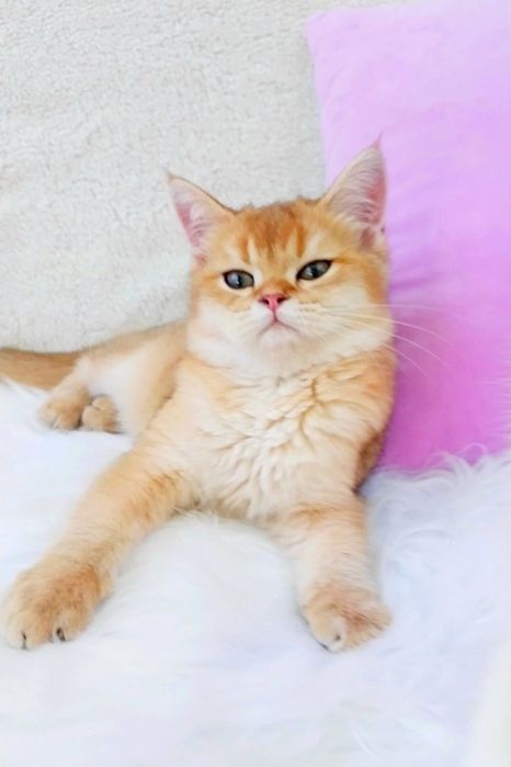 Зеленоглазый шотландский котёночек