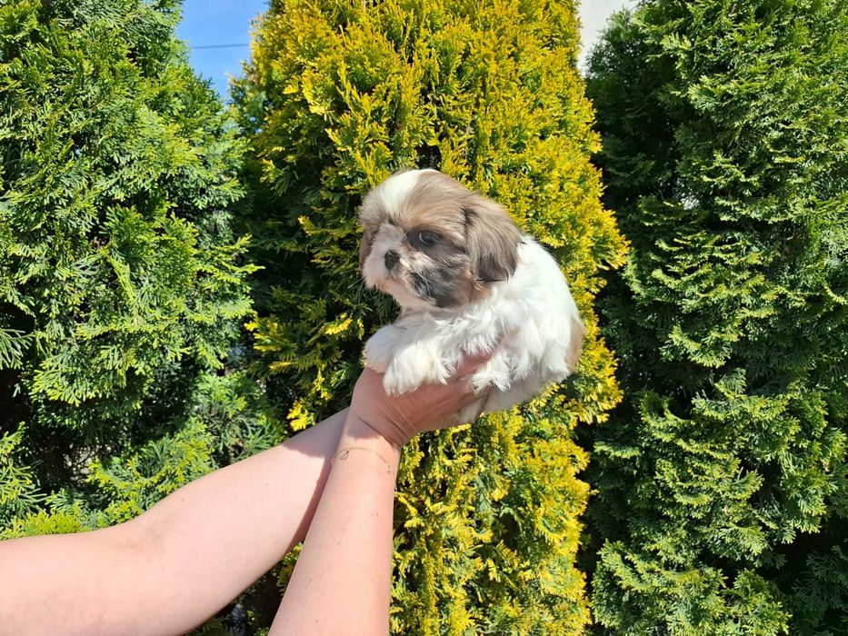 Shihtzu Shih TZU
