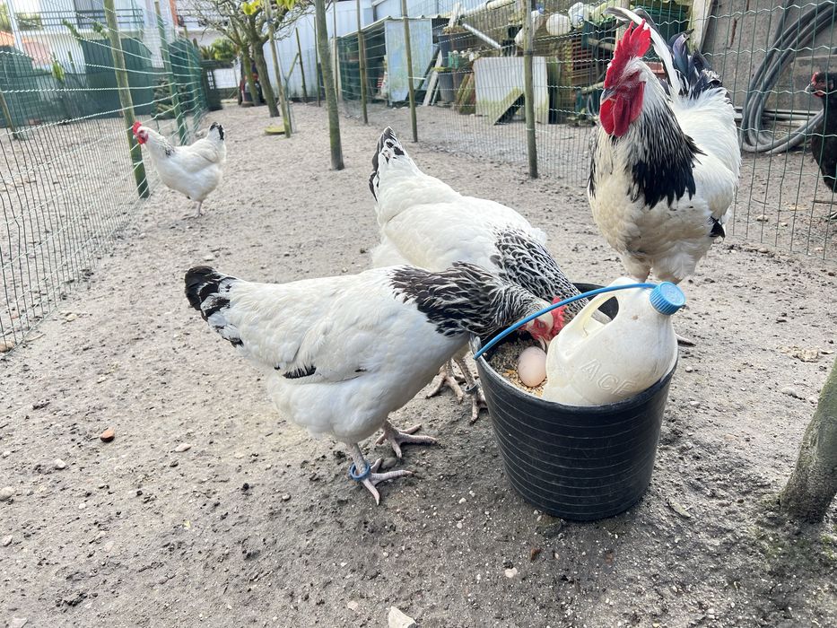 JERSEY GIGANTE NEGRO, OVOS DE INCUBAÇÃO.
