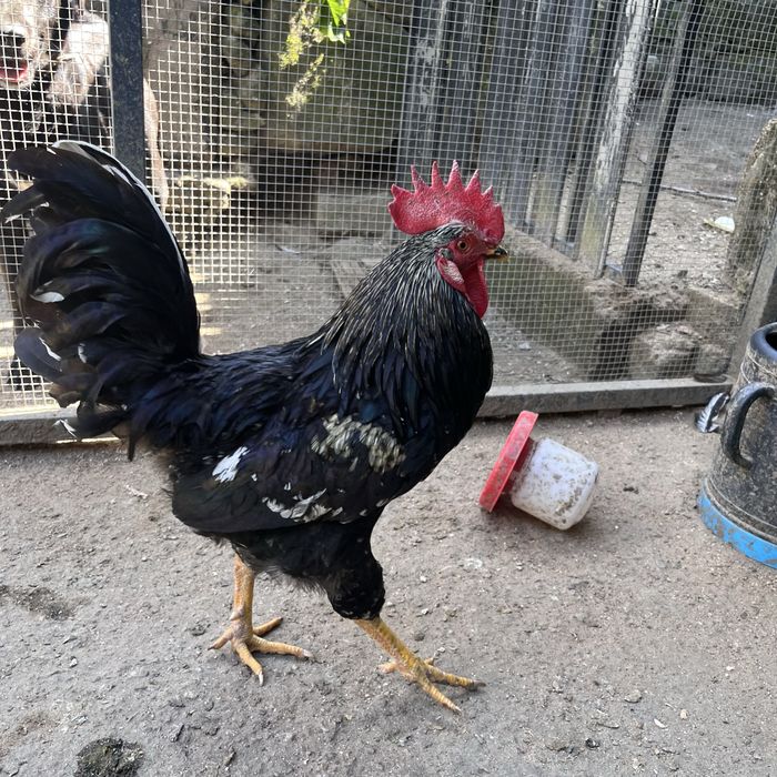 Frango Novo ja em Postura