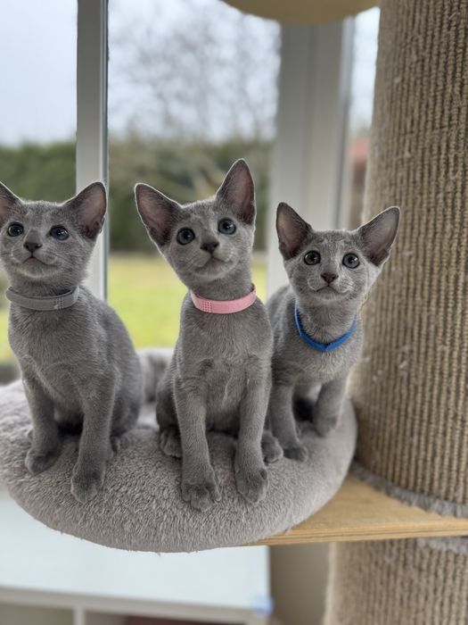 Kotka rasy Rosyjski Niebieski  z rodowodem FPL