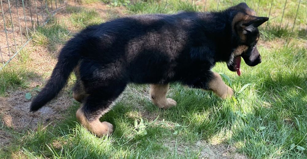 Поспішайте за найкращими цуценятами