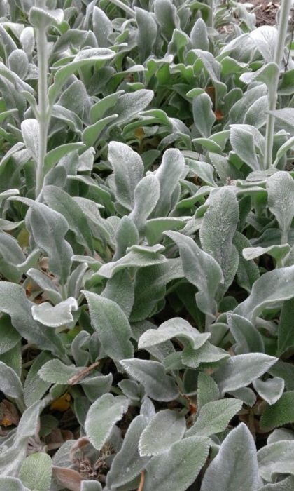 Цветы садовые Чистец или овечьи ушки