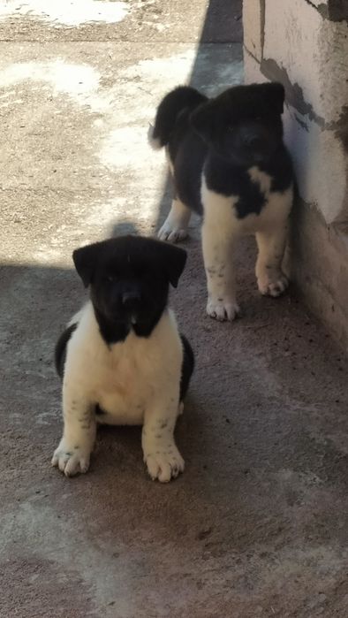 Акіти Американські