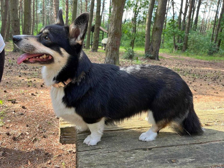 Welsh corgi pembroke