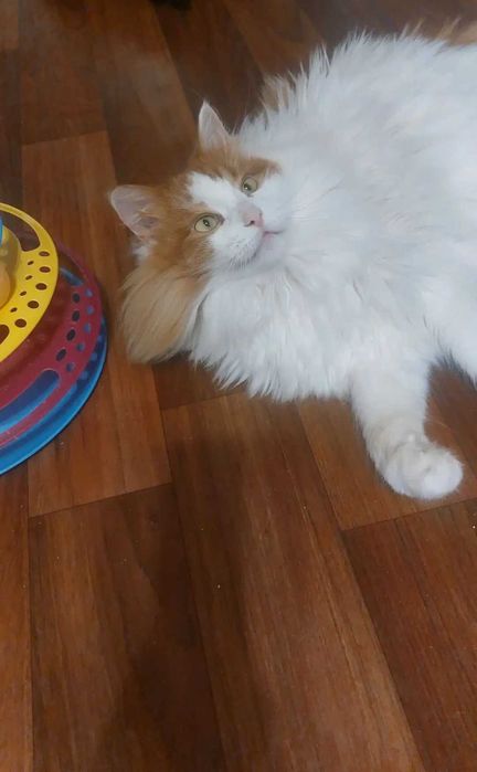 Отдам пушистого рыже-белого кота, кастрирован