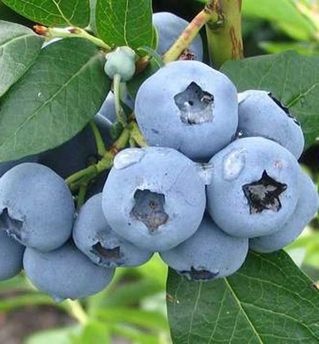 Borówka Amerykańska!Sadzonki Od Producenta!4 LETNIE!80CM!Duke,Bluecrop
