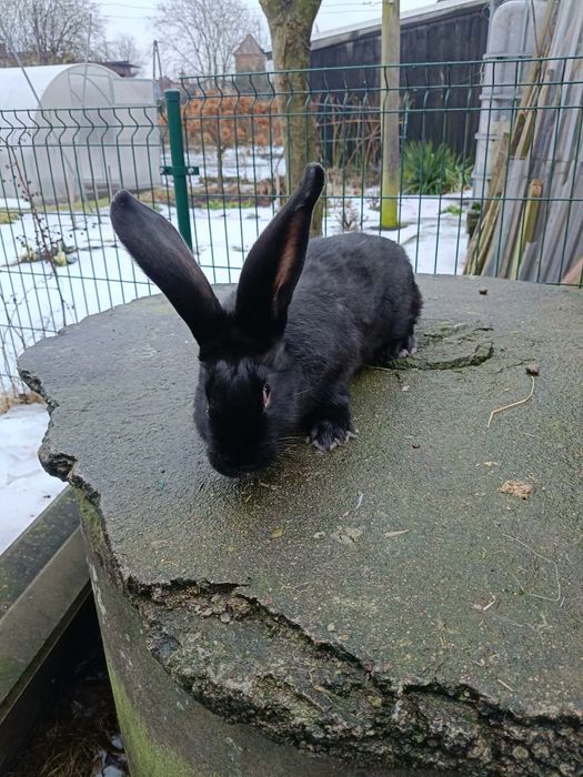 Króliki 3 miesięczne