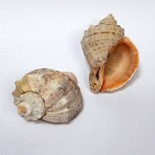 Ракушки, рапани, сухі, чисті.