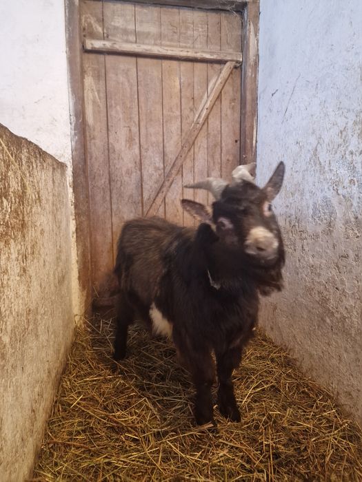 Kozy (zakocone) i Cap