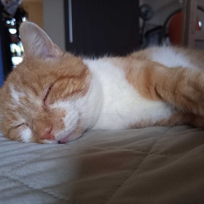 rudy kotek szuka domku