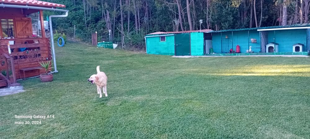 Canil para Cão férias de Verão