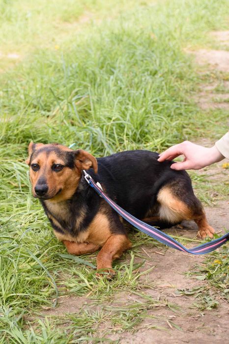 Młodziutka malutka MALINKA jest przerażona schroniskiem