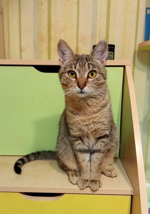 Стерилизованная кошка-подросток табби ищет дом! Котята в хорошие руки