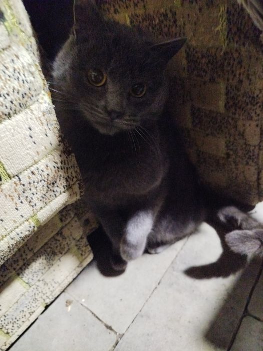 Шотландські кошенята