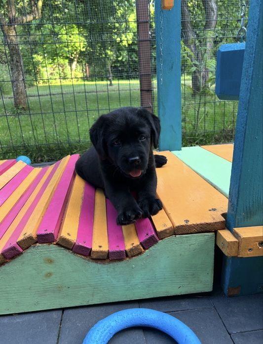 Labrador Retriever szczeniak ZKwP FCI