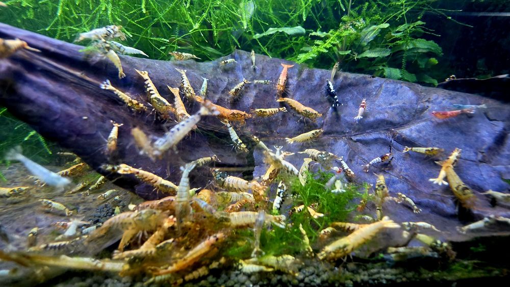 Krewetki Tiger / Caridina mix 10szt