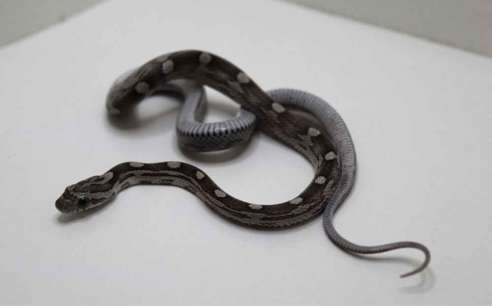 Wąż zbożowy z wyprawka caly kraj