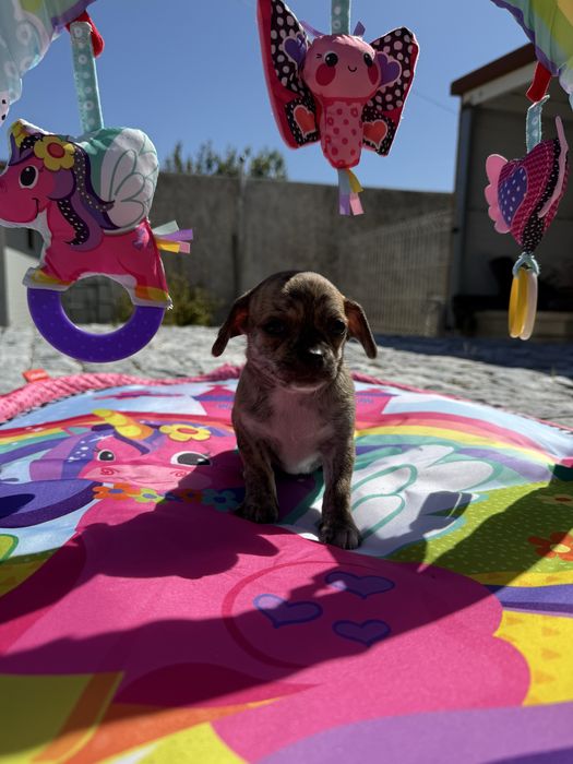 Chihuahua Excelente linhagem