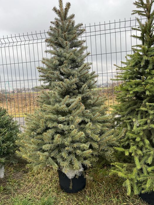 Świerk w donicach formowany