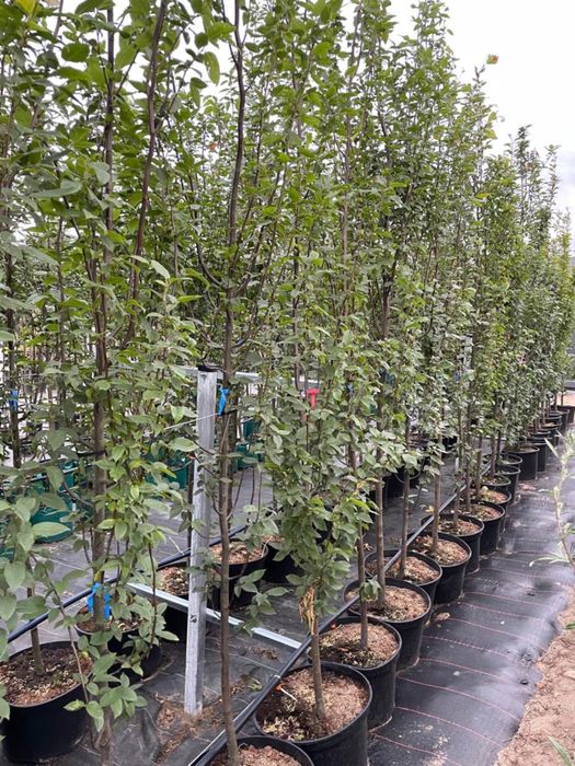 Grab Fastigiata Kolumnowy  Cena 250 zł