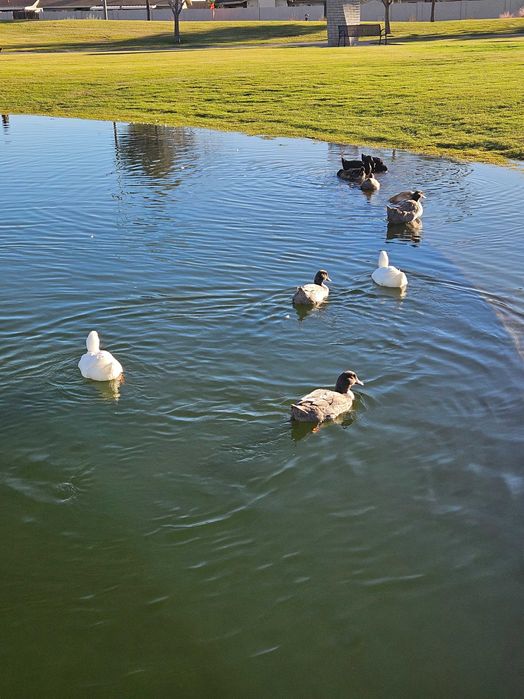 Działka budowlana z domkiem nad jeziorem Dejguny