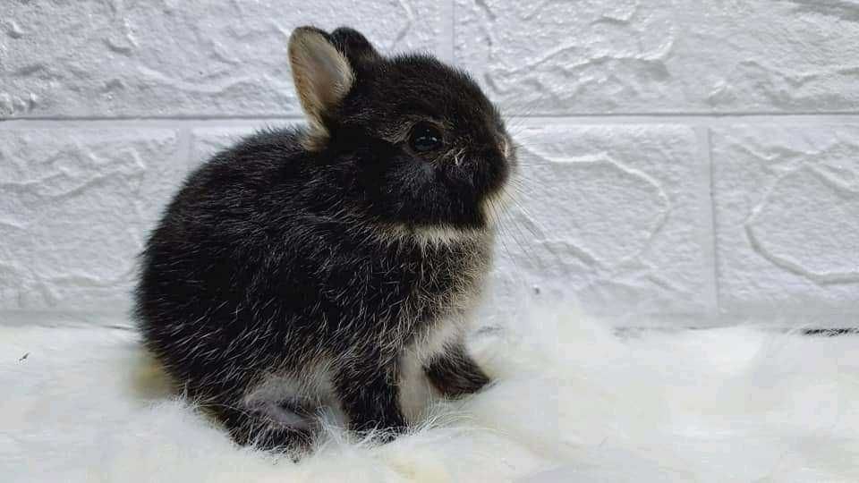 Coelhos anões teddy, mini hôlandes, Angorá, toy, KIT Completo