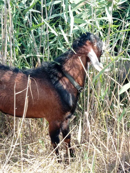 Племений АН козел