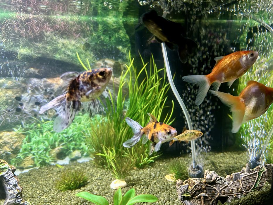 Lote 5 “Goldfish”